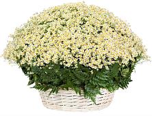 Цветочная композиция из Ромашки в корзине #REPLACE_PRED# Бураево